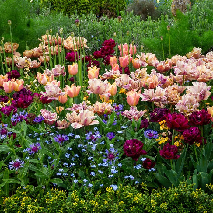 La Belle Epoque Mystery Mix tulip in red-orange surrounded by soft green foliage