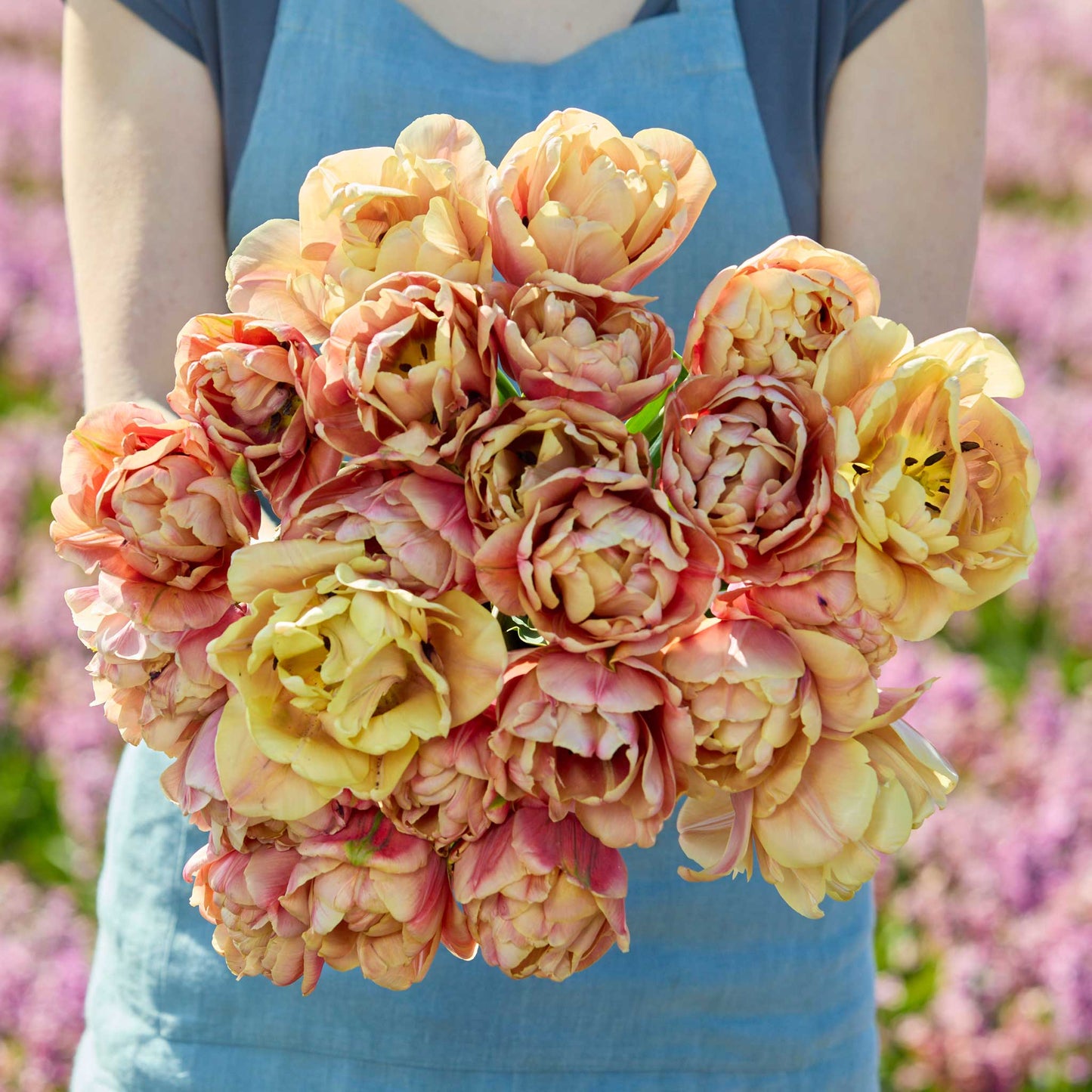 Person holding a bouquet of pink and yellow la belle epoque tulip flowers against a blurred natural background