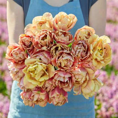 Person holding a bouquet of pink and yellow la belle epoque tulip flowers against a blurred natural background