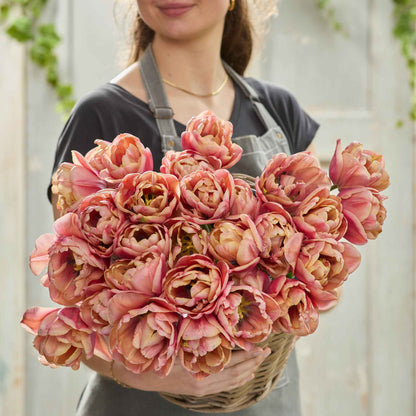 La Belle Epoque tulip in vibrant pink and orange on a soft blurred background