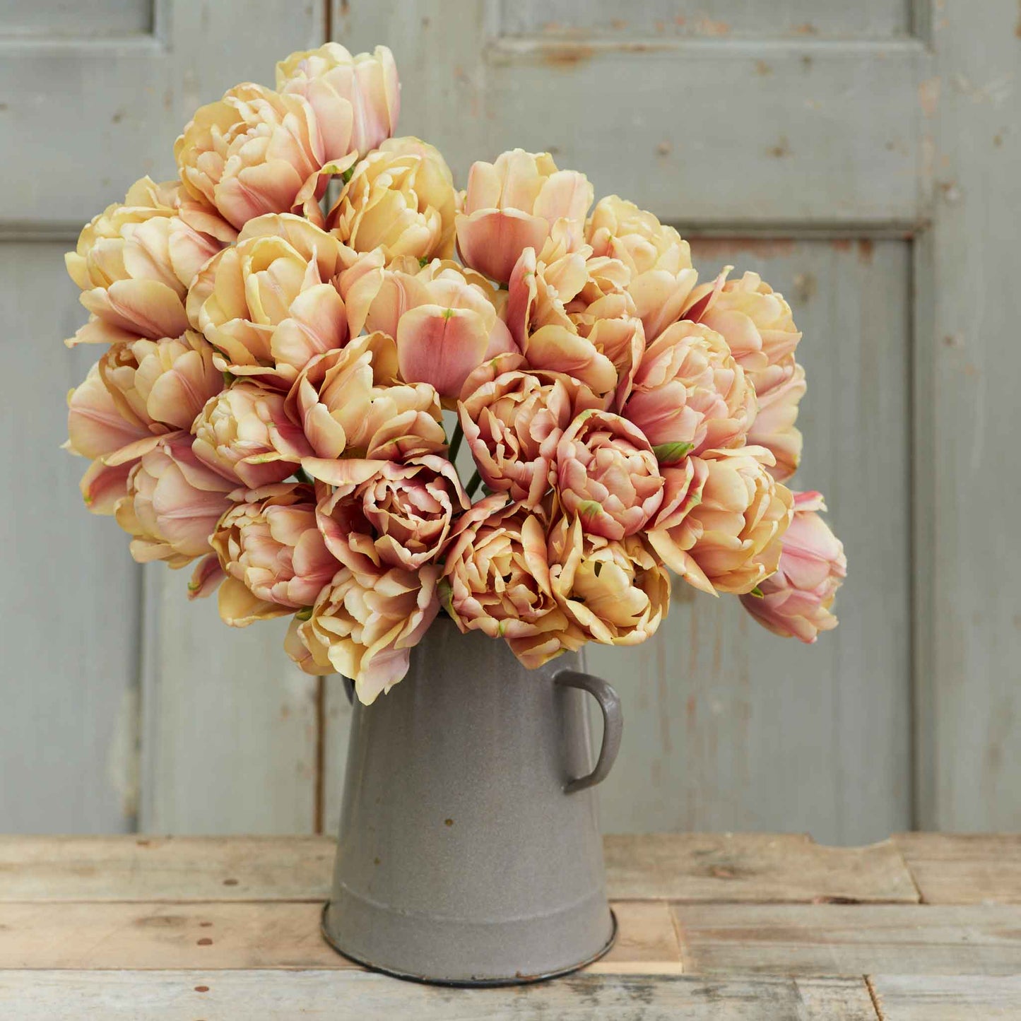 La Belle Epoque tulip in muted orange, pink and yellow on a blurred background