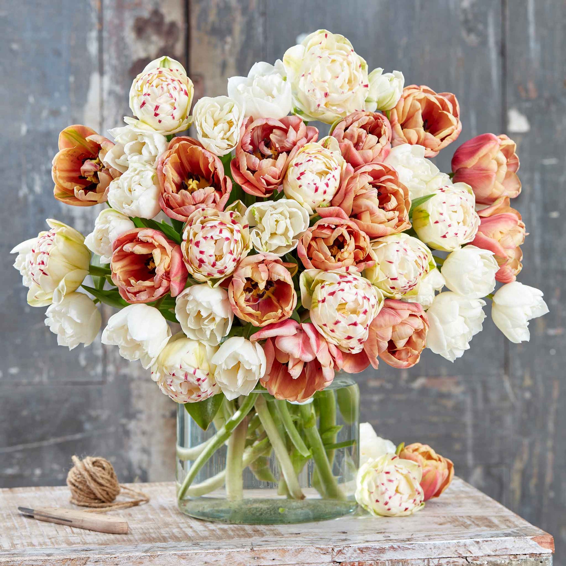 La Belle Epoque Romantic Mix tulips in soft pink and white on a blurred background