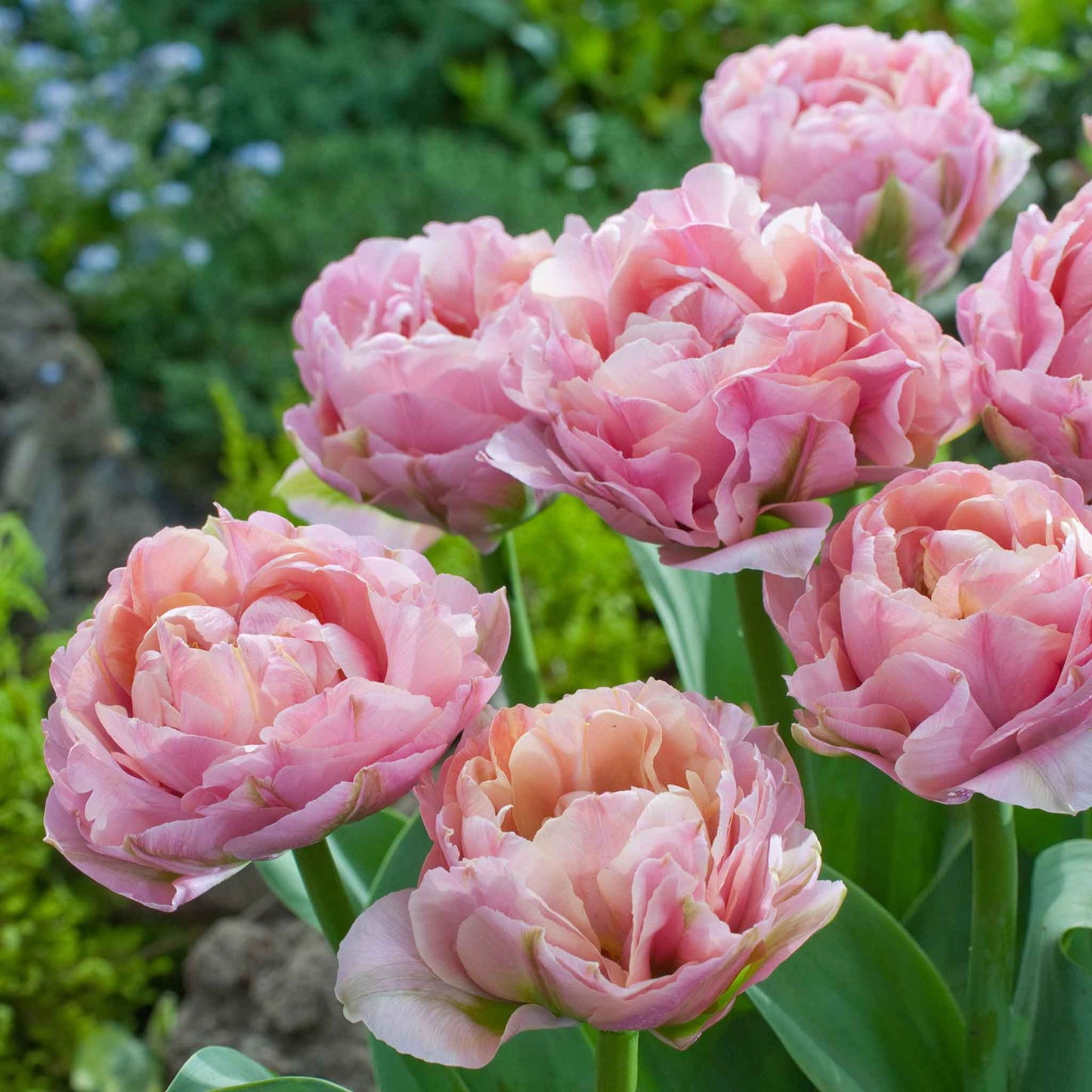 La Vie tulip in vibrant red in full bloom with a green stem on a soft background