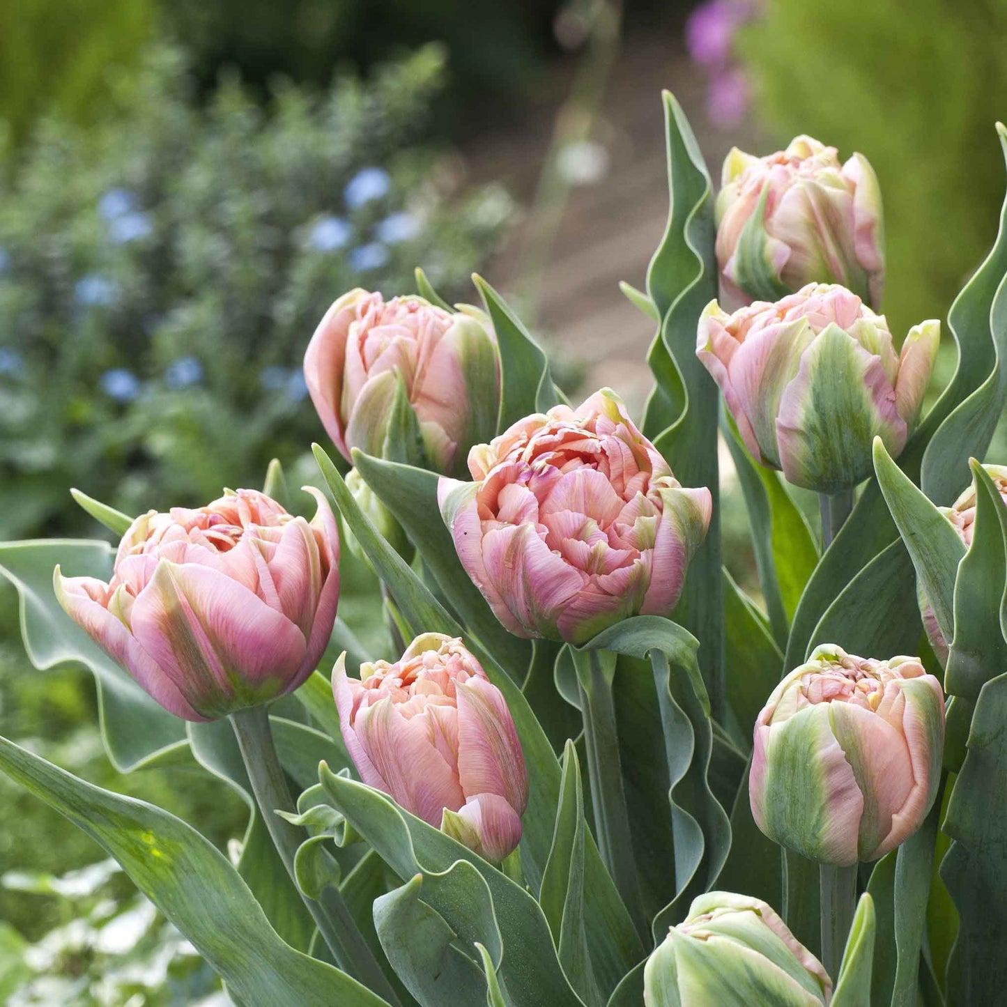 La Vie tulip in vivid pink with a white base on a blurred garden background