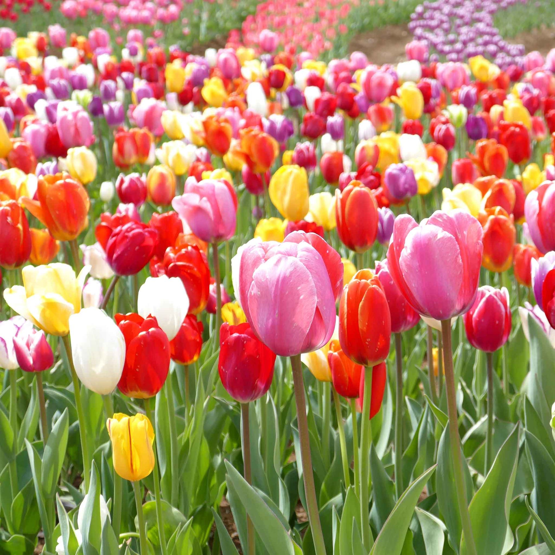 Landscaper Mix tulips in red, pink and yellow blooming under a bright blue sky