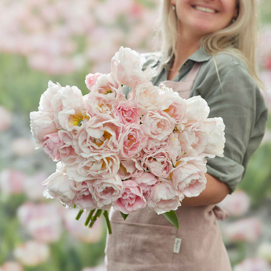Mariage tulip with ruffled petals in pink, white and green on a blurred background