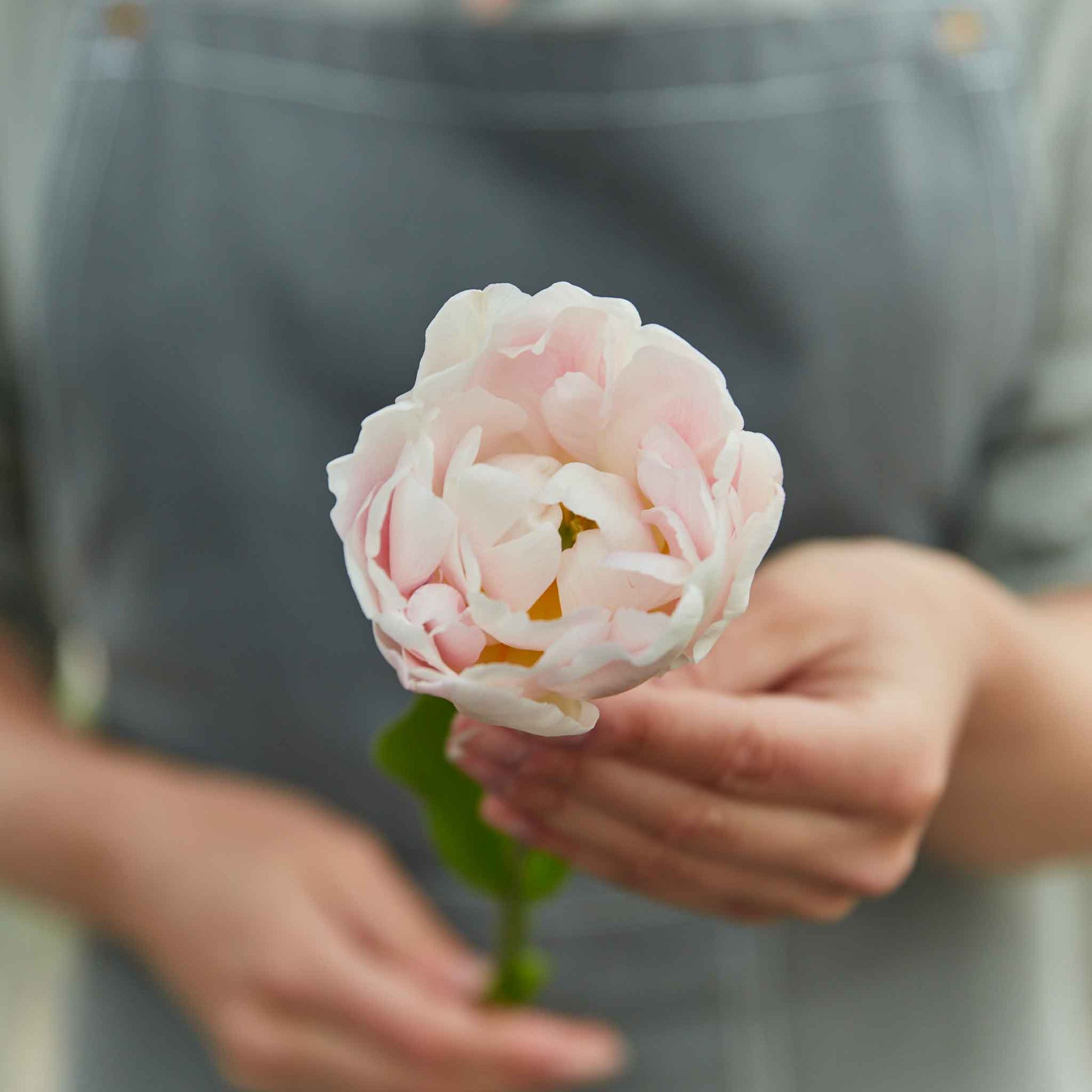 Mariage tulip in soft pink with ruffled petals on a neutral background