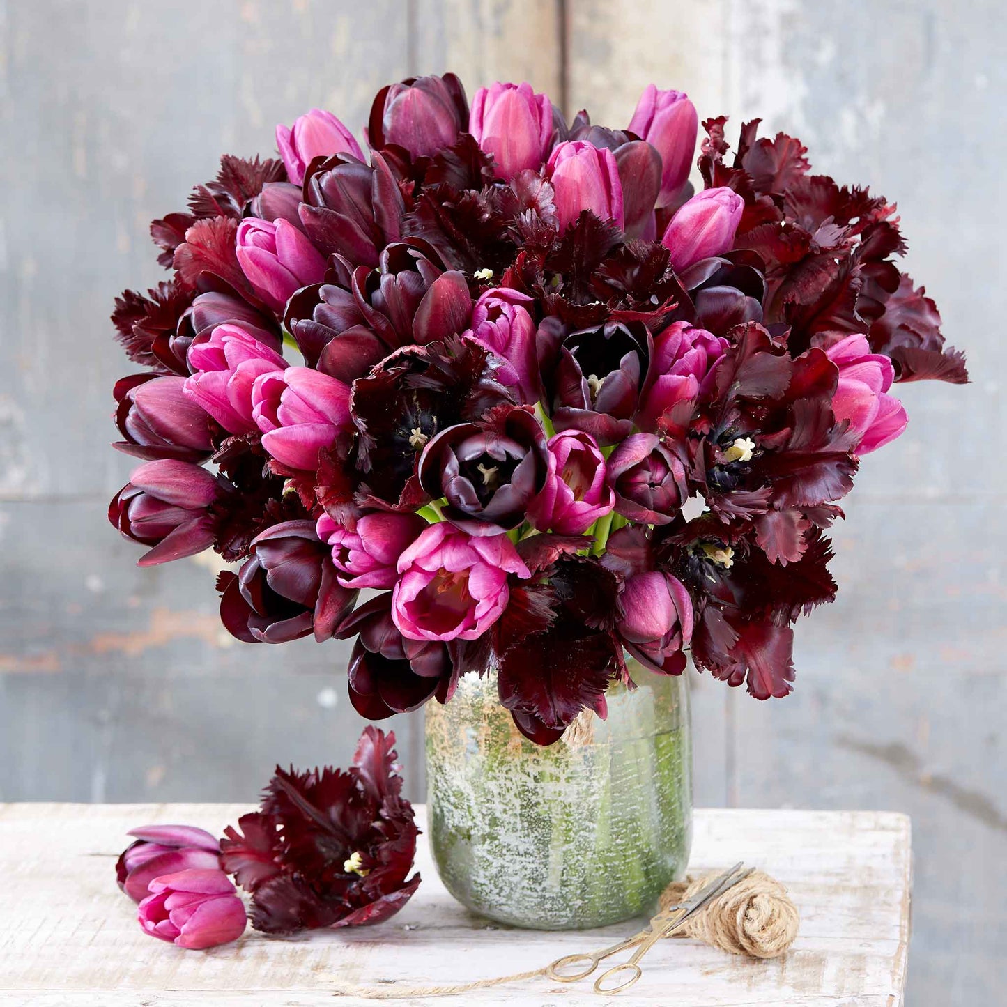 Merlot Melody Mix tulips in deep red and white on a soft blurred background