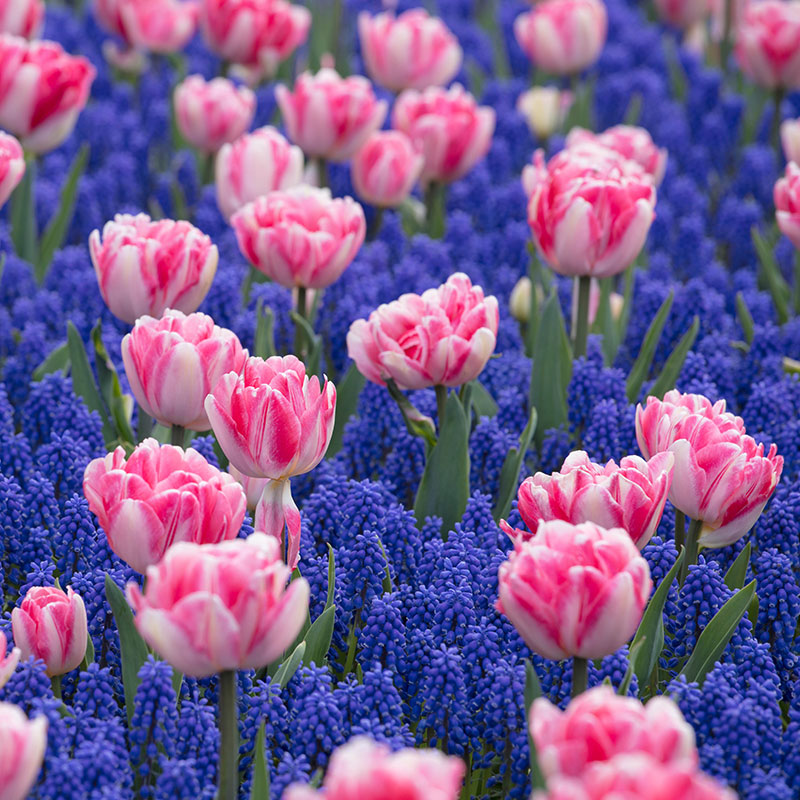 Close-up of tulips and muscari blooms in a colorful field.