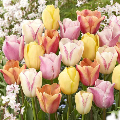 Pastel Mix tulips in pink, purple and yellow blooming in a sunny garden