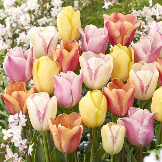 Pastel Mix tulips in pink, purple and yellow blooming in a sunny garden