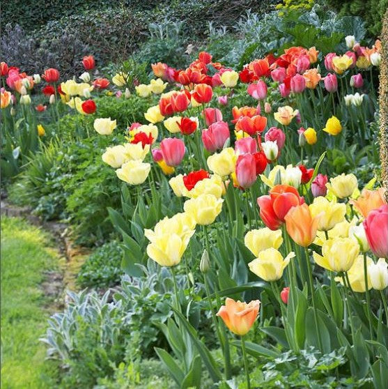 Perennial Mix tulips in multicolored bloom with green leaves in a bright garden