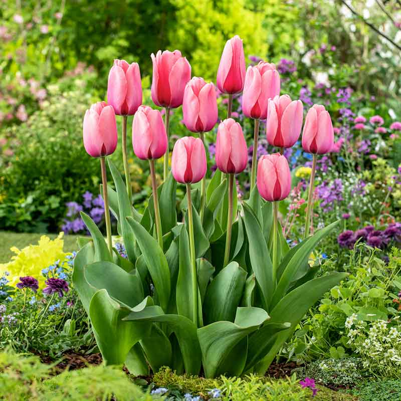 Pink Impression tulip in pink with soft ruffled petals on a blurred background | copyright: Floramedia UK Ltd