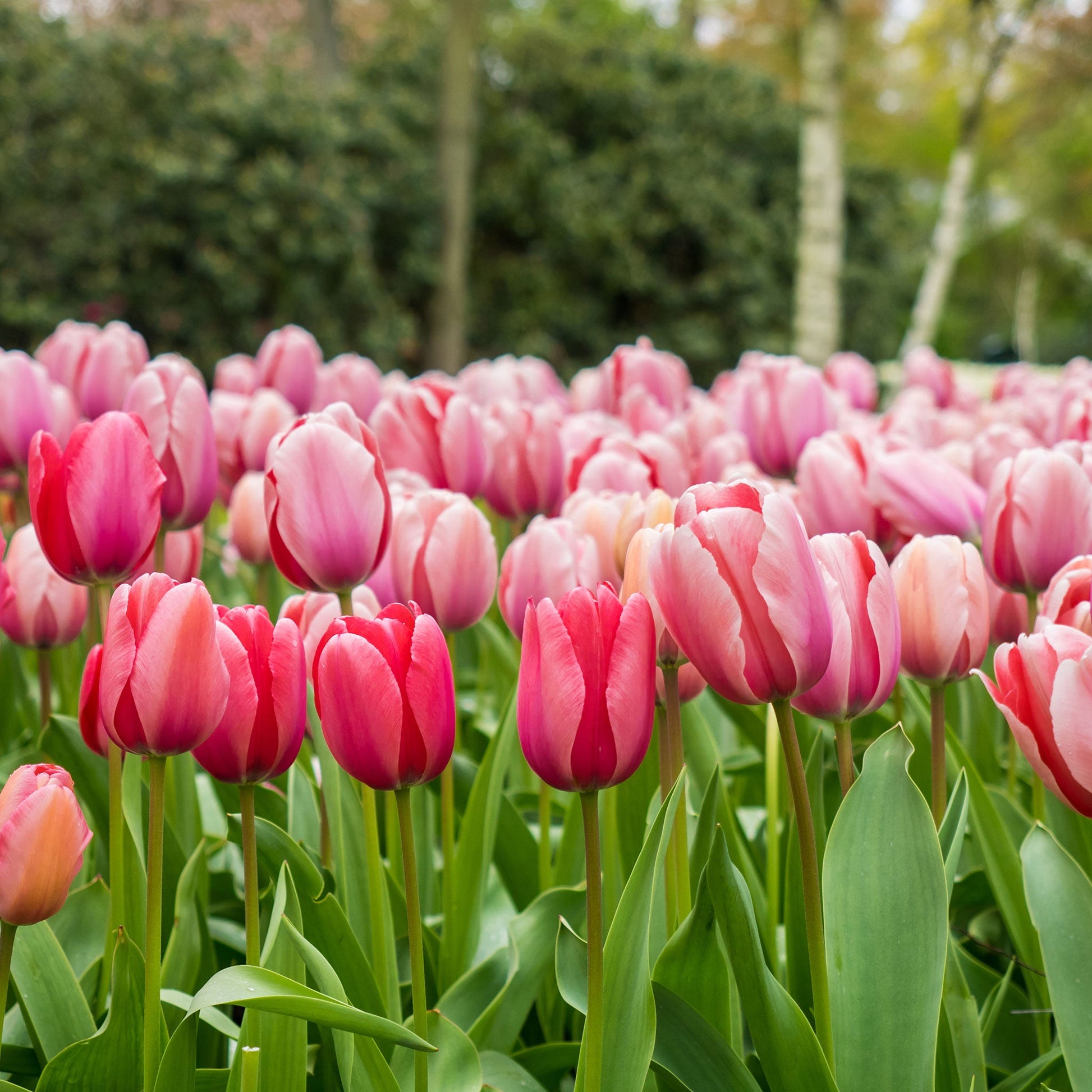 Pink Impression tulips in vibrant pink with green stems on a blurred background