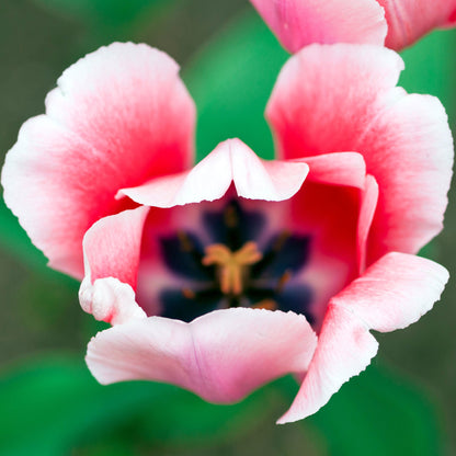 Pink Impression tulip with multiple petals in vivid pink on a dark green background