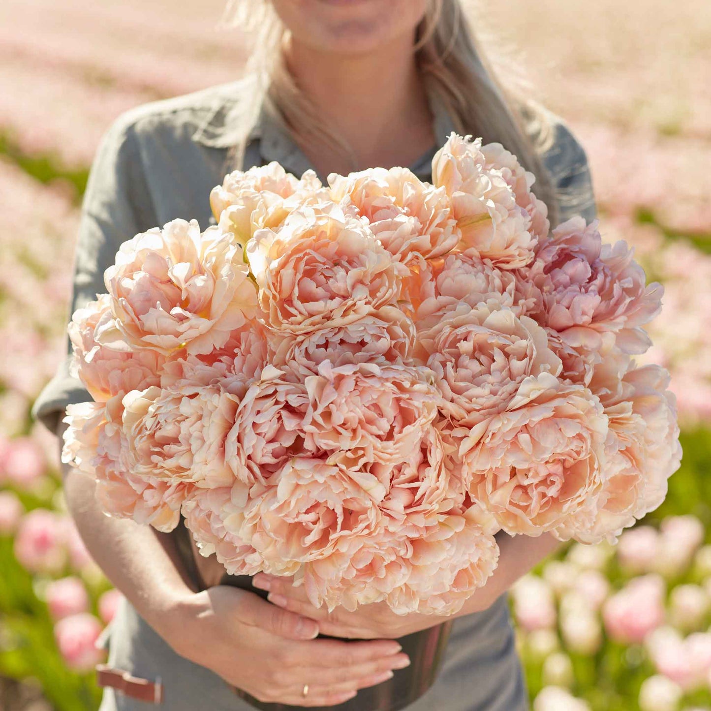 Pink Mist tulip in soft pink with ruffled petals on a blurred background