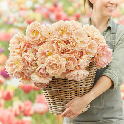 Pink Mist tulips blooming in vibrant pink in a lush garden setting