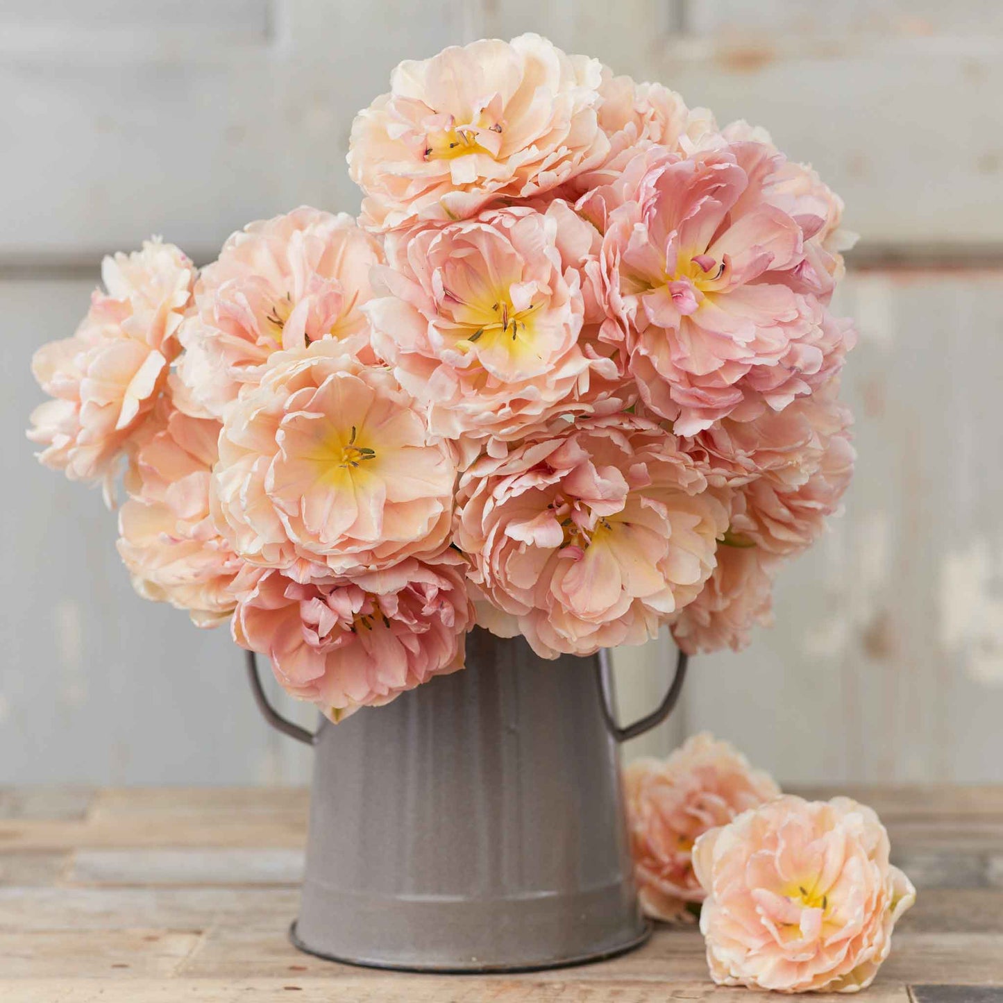 Pink Mist tulip with vibrant pink petals on a soft blurred background