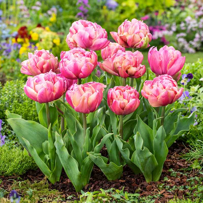 Pink Star tulips in a field of soft pink creating a soft dreamy blurred effect | copyright: Floramedia UK Ltd