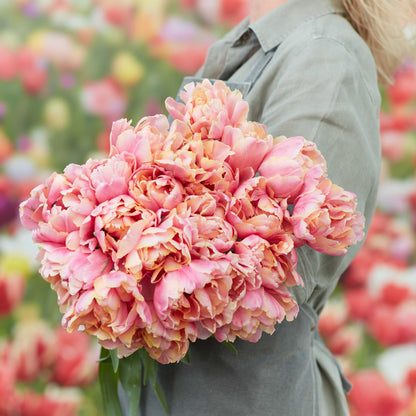 Pink Star tulips with pointed pink petals blooming in a lush green garden