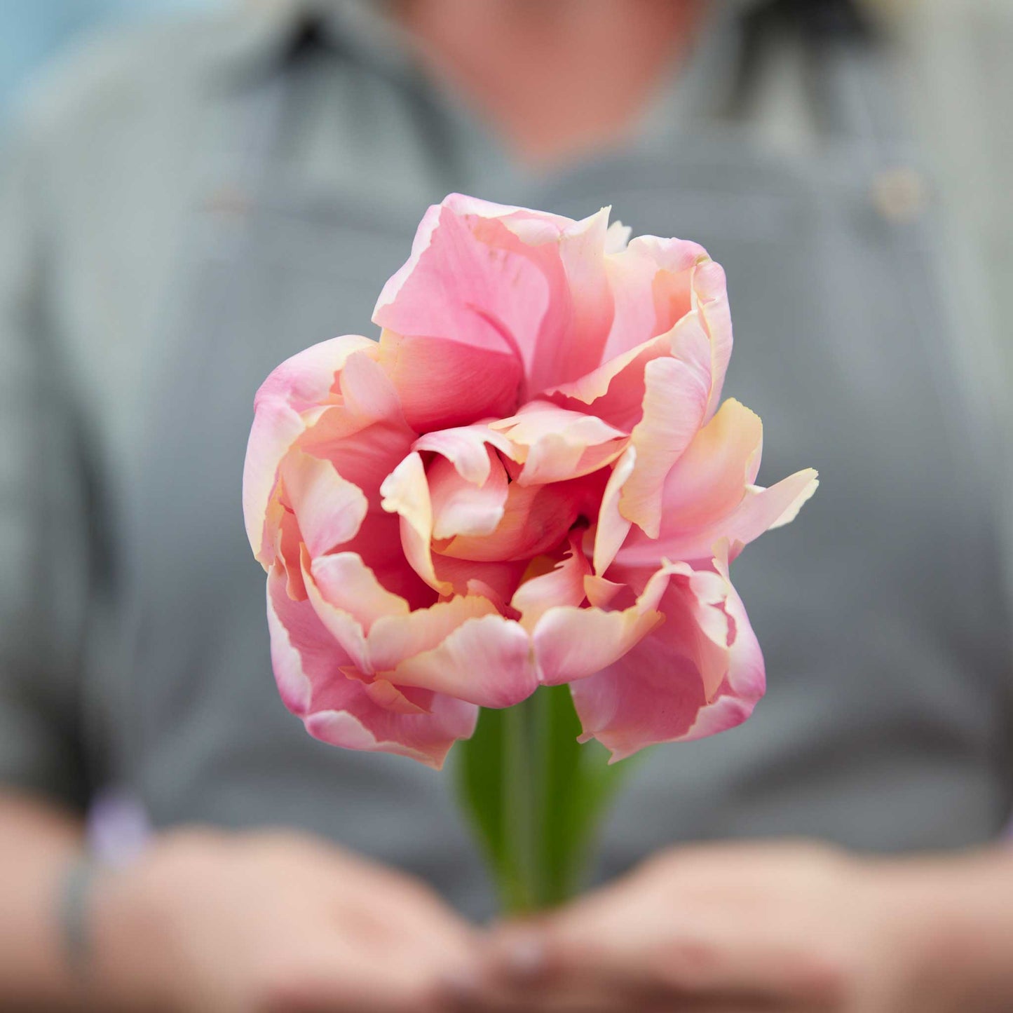 Pink Star tulip in vibrant pink with detailed petals on a blurred background