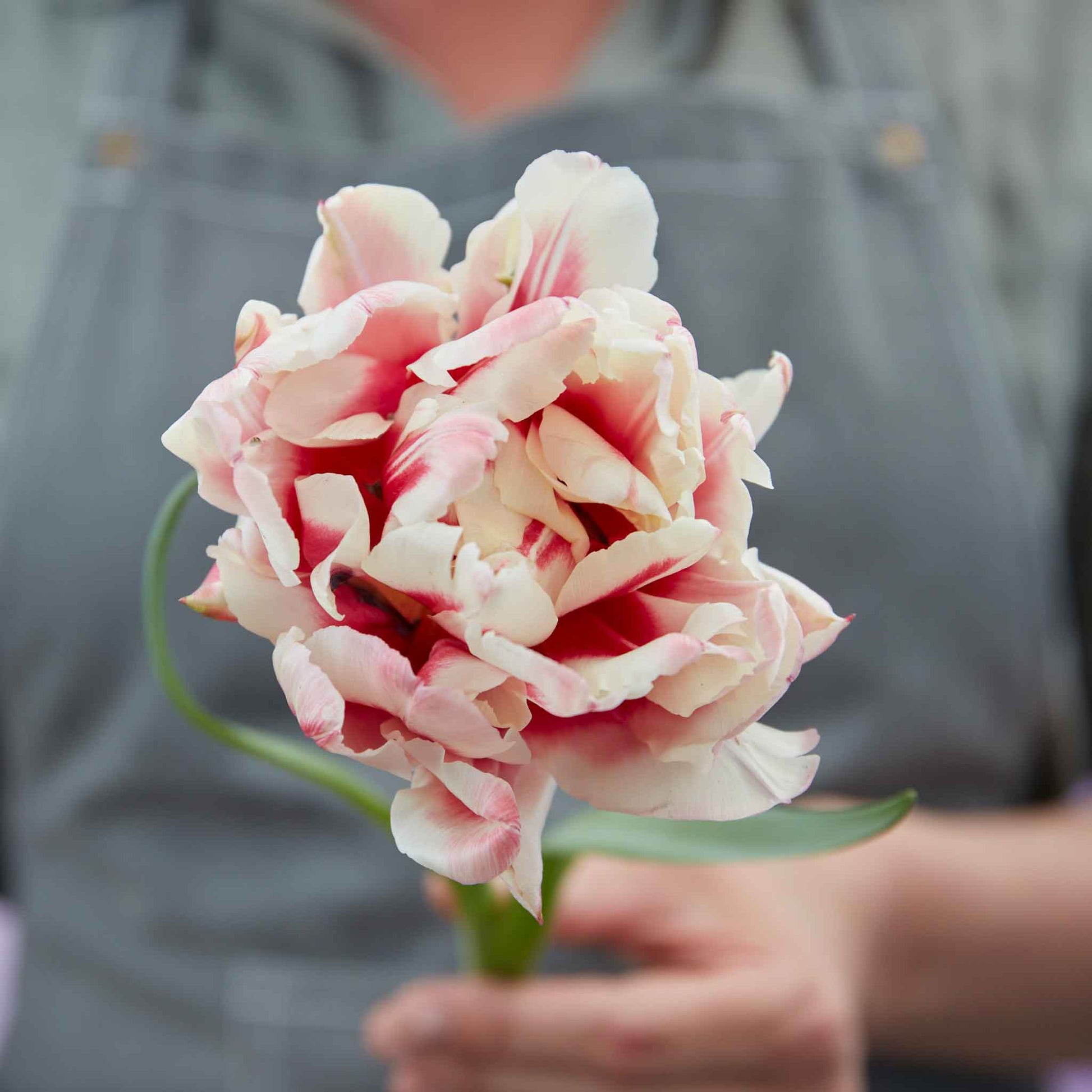 Pistache tulip with vibrant pink petals on a soft blurred background