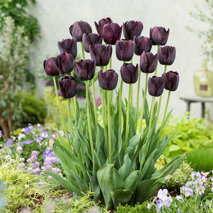 Queen of the Night tulip in dark purple, almost black, on a blurred green background | copyright: Floramedia UK Ltd
