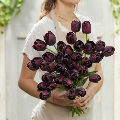 Queen of the Night tulip in deep purple in full bloom on a blurred green background
