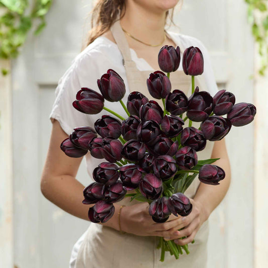 Queen of the Night tulip in deep purple in full bloom on a blurred green background