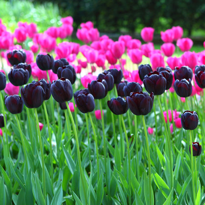 Queen of the Night tulip in dark purple with a classic cup shape on a blurred background