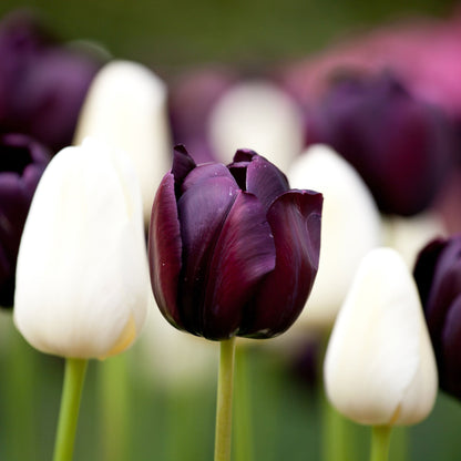 Queen of the Night tulip in deep purple beside white tulips on a green background