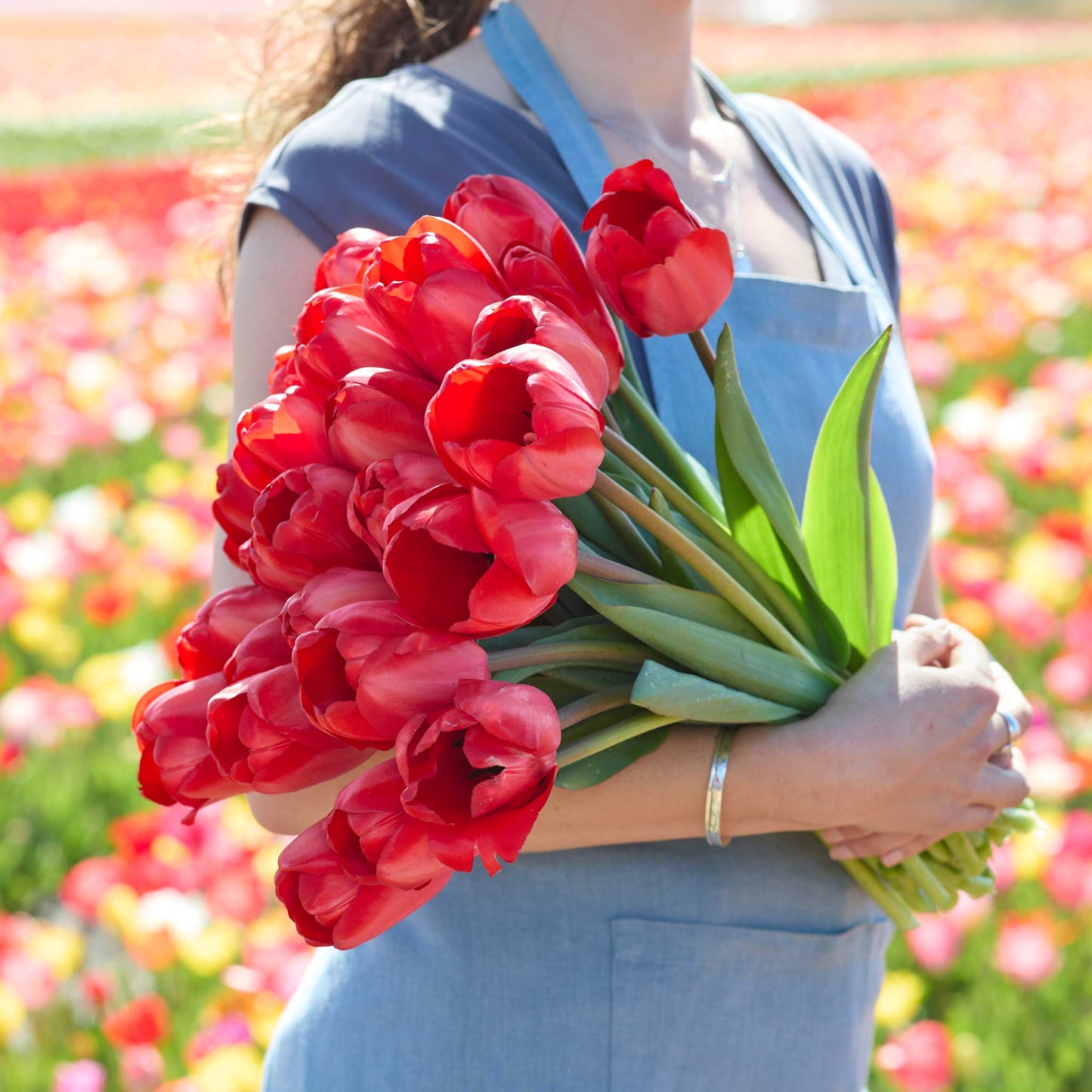 Person holding a bouquet of red impression tulips with a blurred tulip field in the background