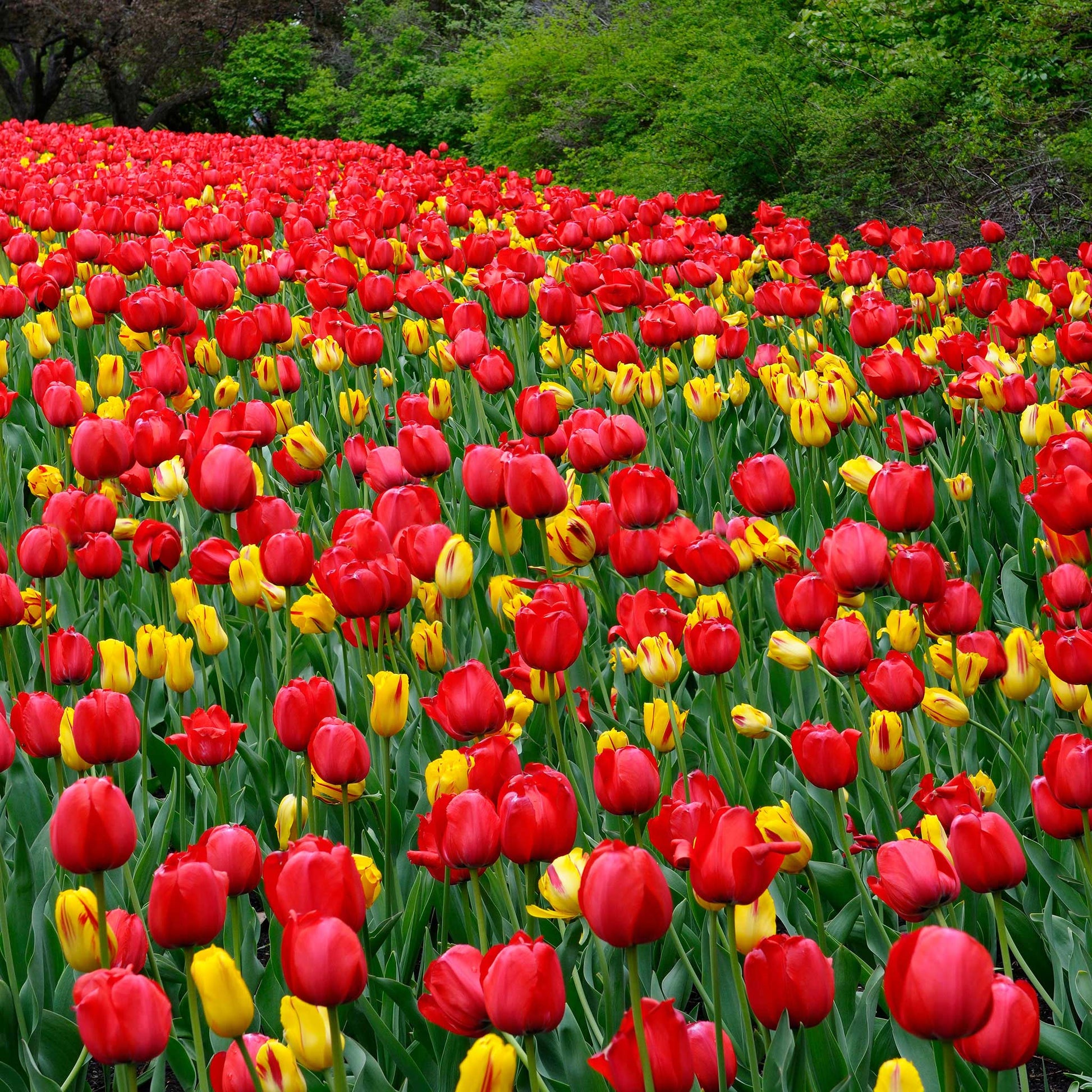 Red Impression tulip in vibrant red standing tall on a lush green background