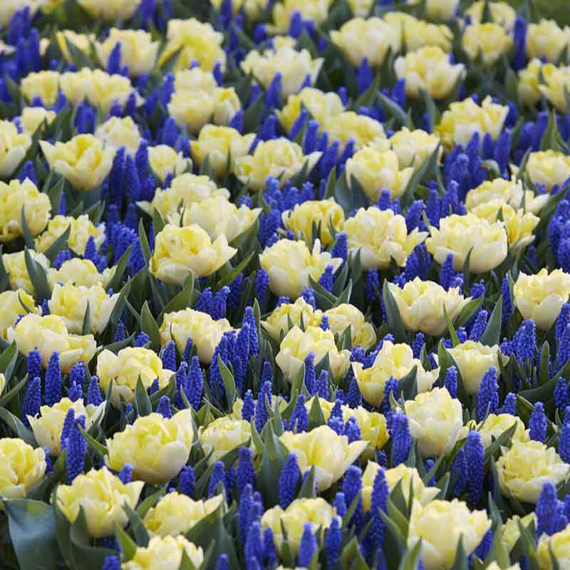 A vibrant purple and yellow tulip with a pink interior stands tall amongst purple grape hyacinths.
