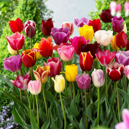 Triumph Mix tulips in red, pink and yellow in full bloom under a bright sky