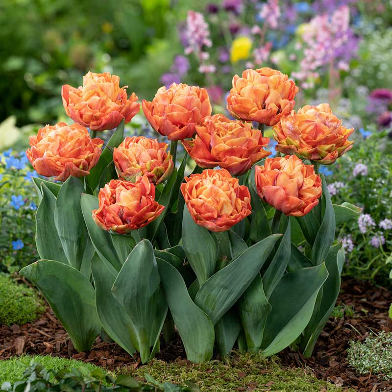 Valdivia tulip in a blend of red, orange and yellow on a blurred background | copyright: Floramedia UK Ltd