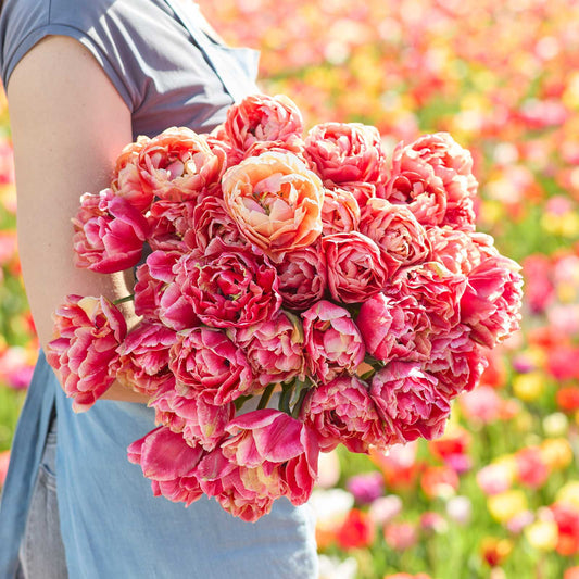 A person holding a large, dense bouquet of verona sunrise tulips in a sunny flower field.