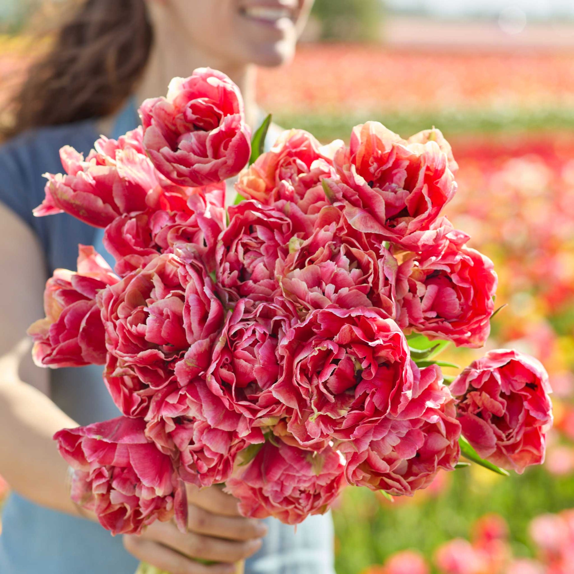 A person holding a large, dense bouquet of verona sunrise tulips in a sunny flower field.