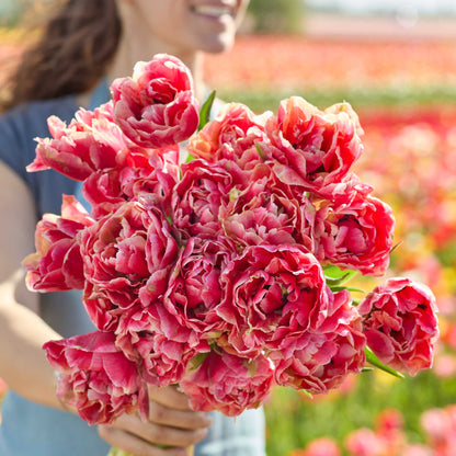 A person holding a large, dense bouquet of verona sunrise tulips in a sunny flower field.