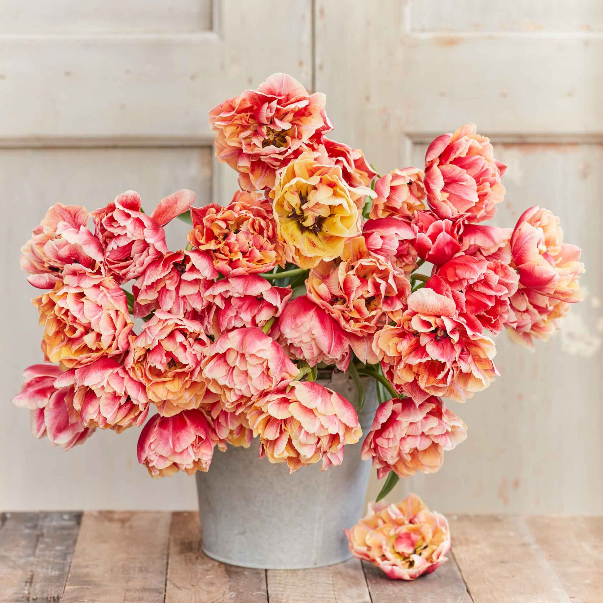 Verona Sunrise tulip in vibrant red with cup-shaped petals on a green background