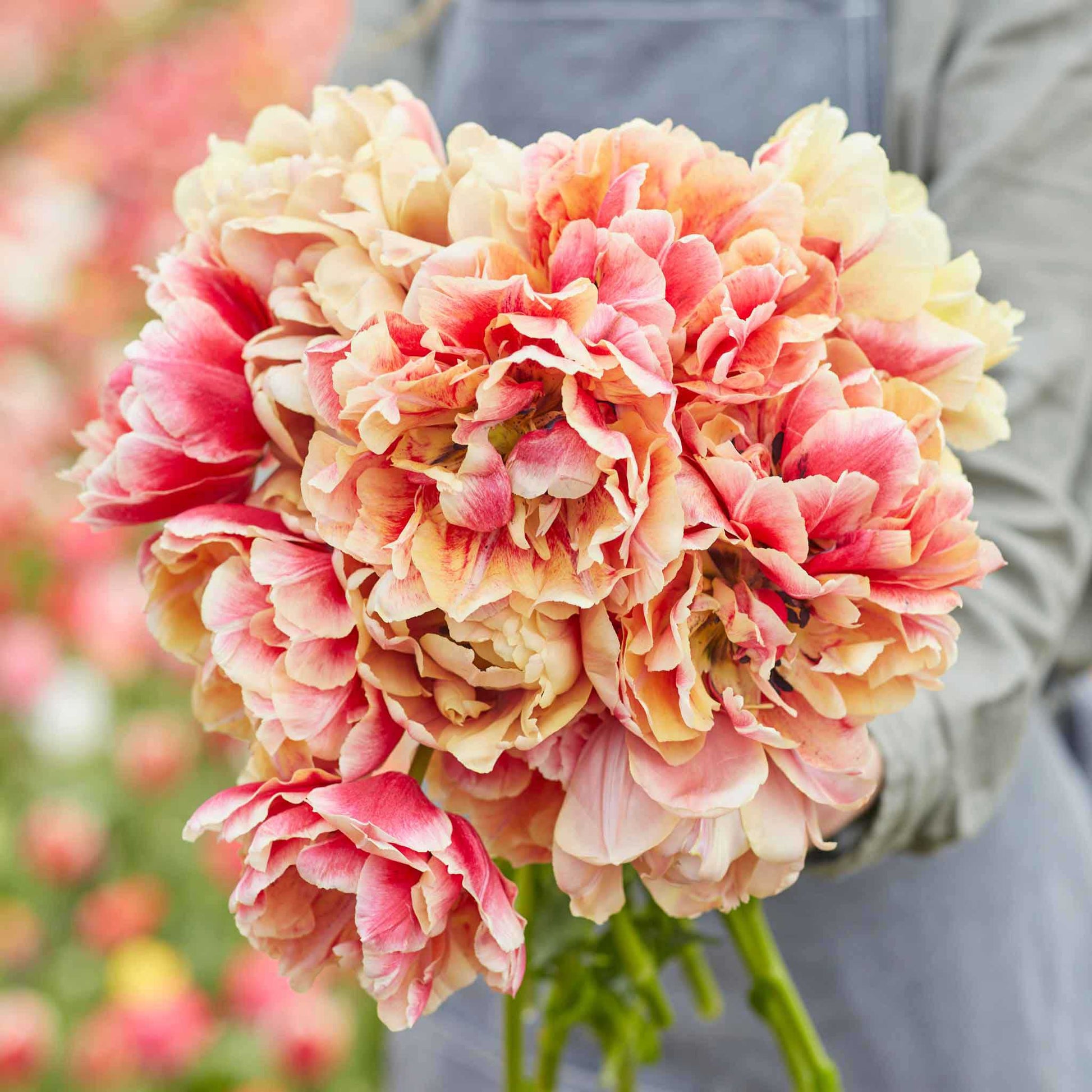 A person holding a bouquet of verona sunrise tulips in a sunny flower field.