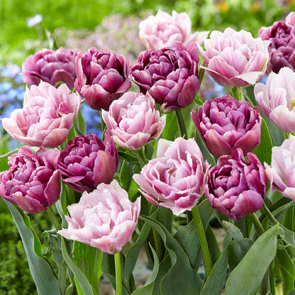 Vintage Double Mix tulips in pink, yellow and orange with lush green foliage