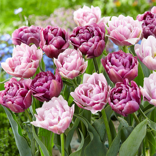 Vintage Double Mix tulips in pink, yellow and orange with lush green foliage