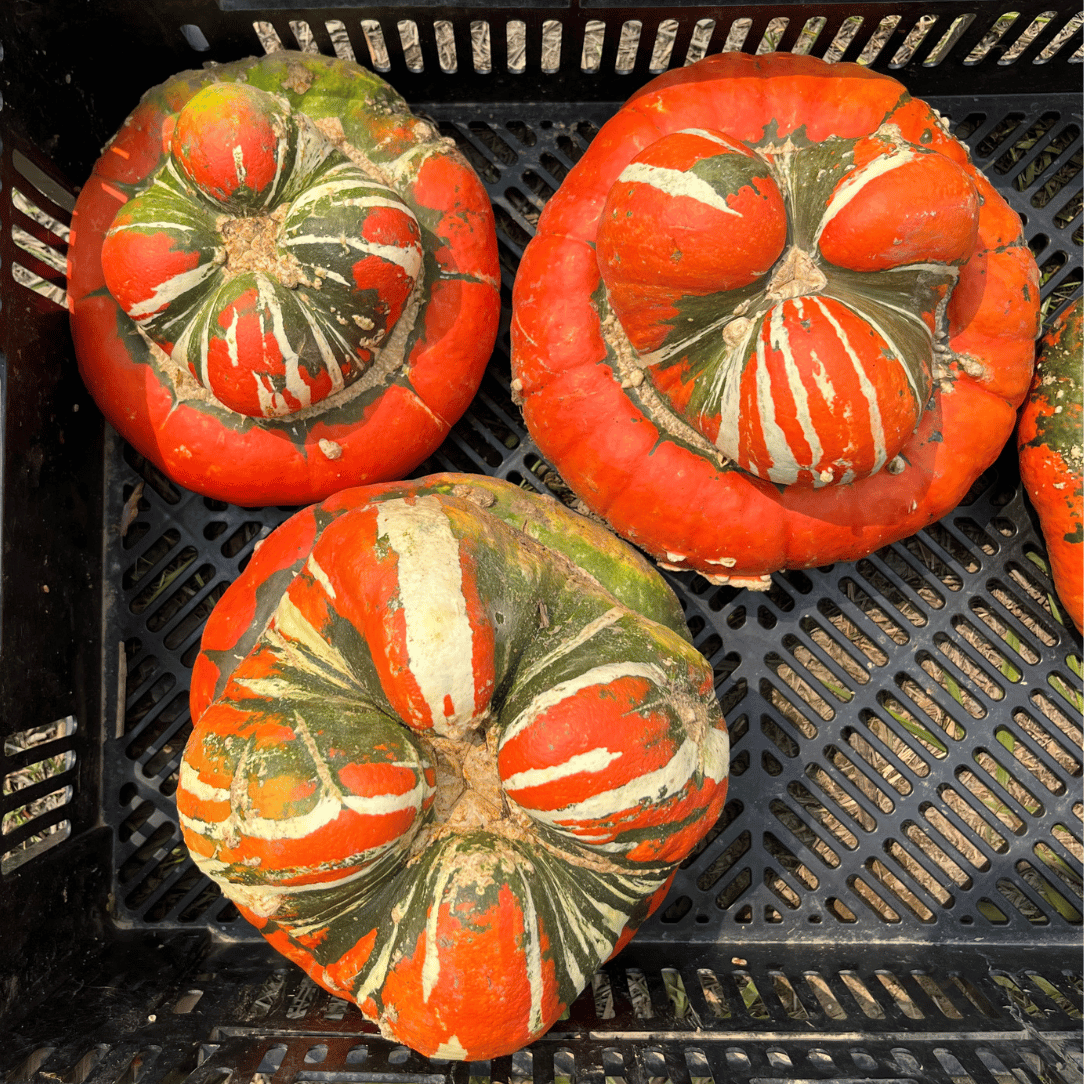 Turk's Turban Squash Seedlings