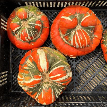 Turk's Turban Squash Seedlings