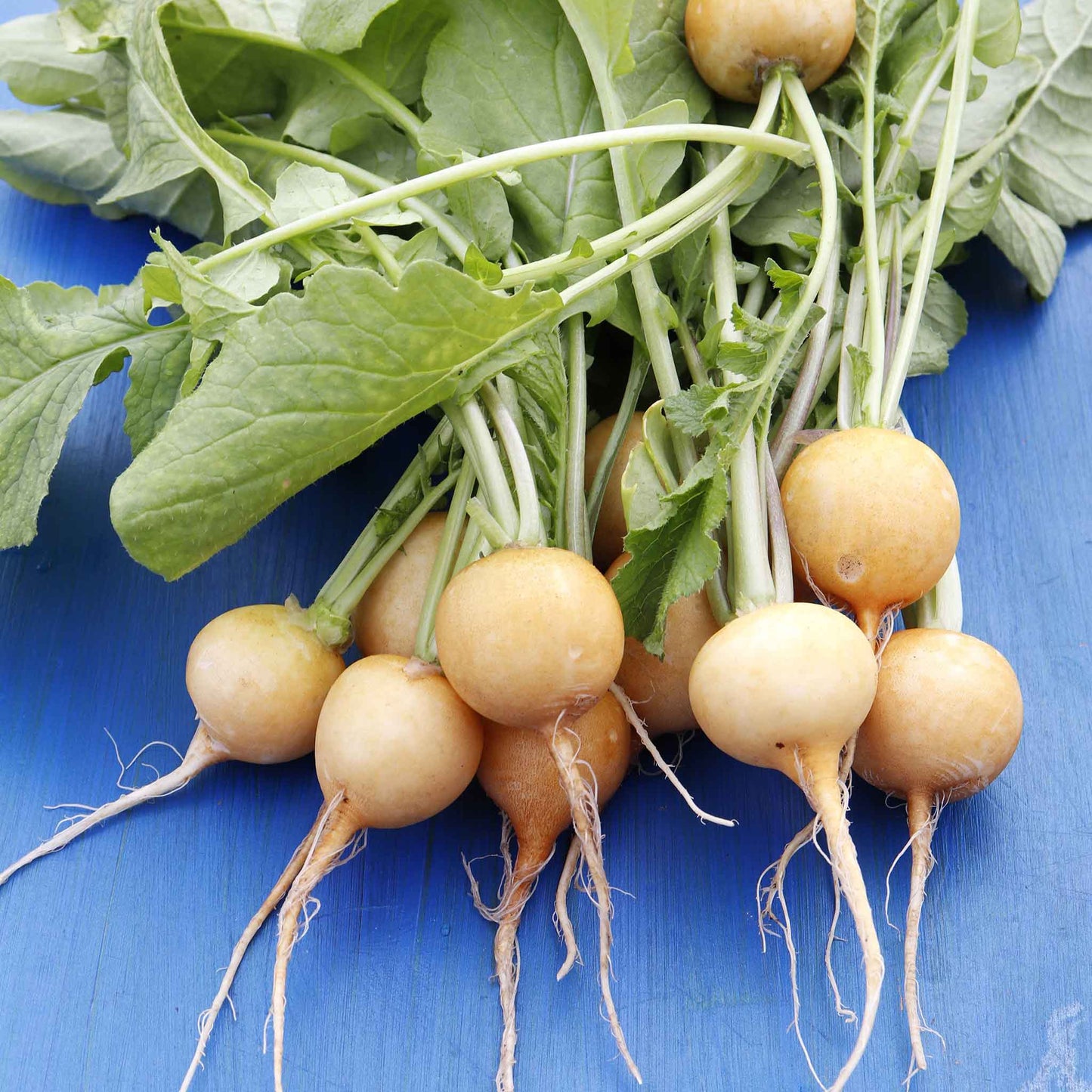 Golden Ball Turnip seeds shown in a small clear plastic packet with a yellow-white turnip.