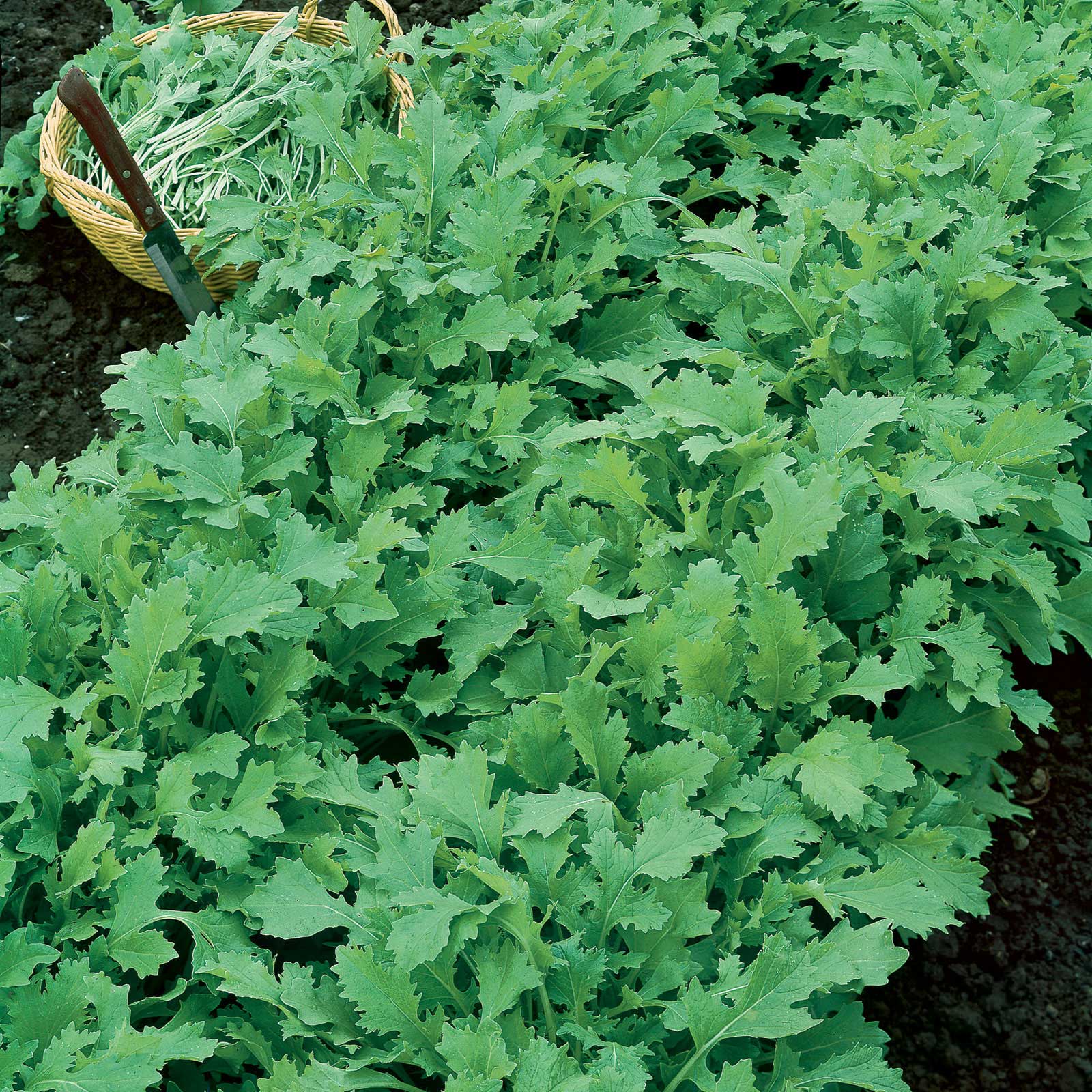 A cluster of mature Seven Top turnip greens with vibrant green leaves.