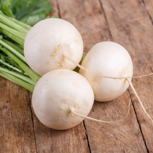 A vibrant, round, white Shogoin turnip with a smooth skin, captured close-up against a wooden background.