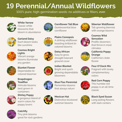 List of flower species and seeds included in the Wildflower Seed Mix.