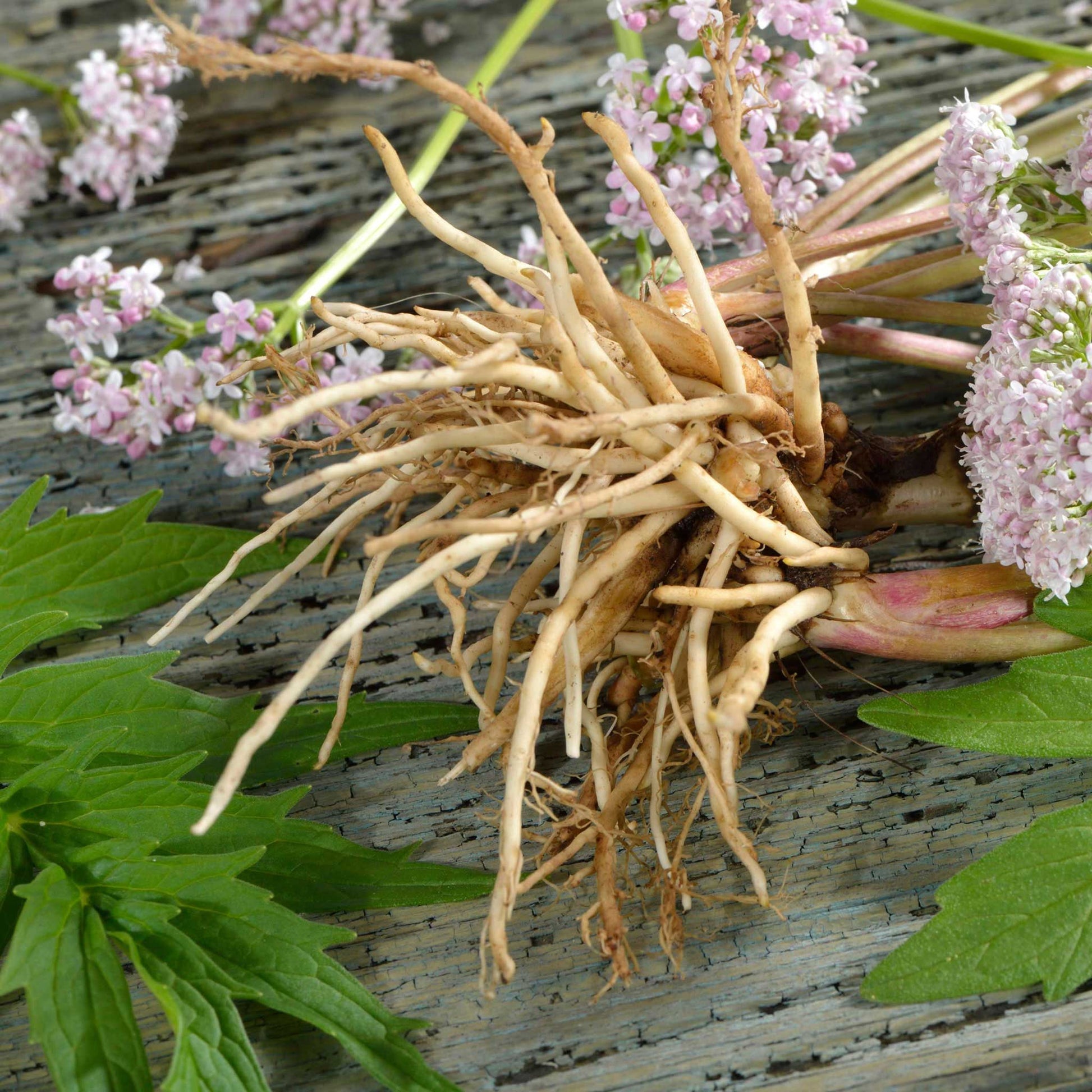 A group of small, light-colored valerian roots with blooms and leaves in the background.
